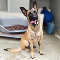 Darius, chien à adopter