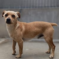 Elwin, chien à adopter