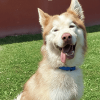 Pépito, chien à adopter