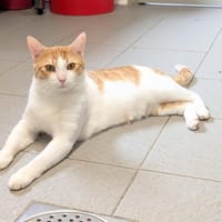 SIMBA, chat à adopter