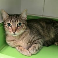 Saturne, chatte à adopter