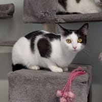 BASTIA, chatte à adopter