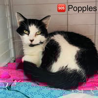 Popples, chatte à adopter