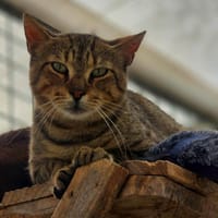 ZELO, chat à adopter