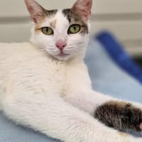 Venus, chatte à adopter