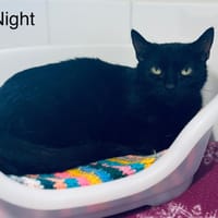 Night, chatte à adopter