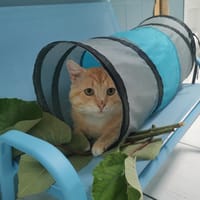 STUART, chat à adopter