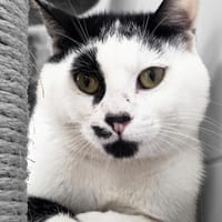 Pumba, chat à adopter