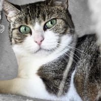 Anubis, chatte à adopter