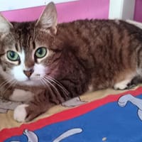 twixie, chatte à adopter