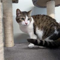 PLUME, chatte à adopter