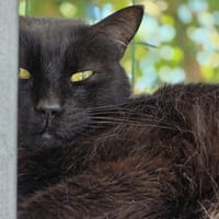 Cachou, chat à adopter