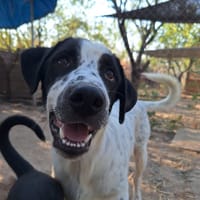apollo, chien à adopter