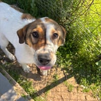 kubic, chien à adopter