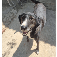 angel, chien à adopter