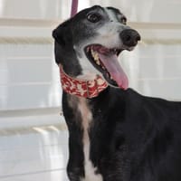 GABBANA, chienne à adopter