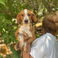 Biscotto, cane da adottare
