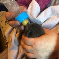 Ziggy, chat à adopter