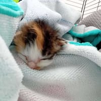 Zoé, chatte à adopter