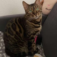 Shelby, chat à adopter