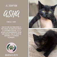 Asha, chatte à adopter