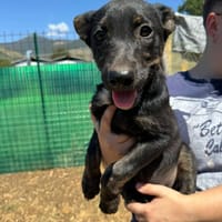 MINA, cane femmina da adottare