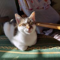 MILKA, chatte à adopter
