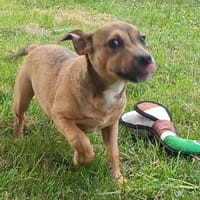 CLEVER, chienne à adopter