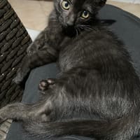 SWING, chat à adopter