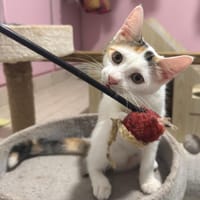 COCO, chatte à adopter