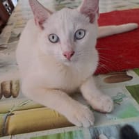ALISTER, chat à adopter
