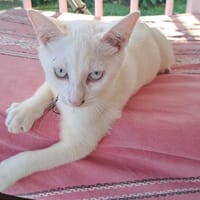 ARISTOTE, chat à adopter