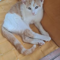 QUYAH, chat à adopter