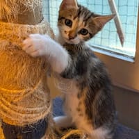 SCAR, chatte à adopter