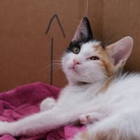 Aïka, chatte à adopter