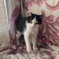 Alpi, chatte à adopter