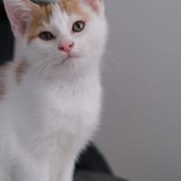 Angus, chat à adopter