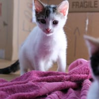 Abou, chat à adopter