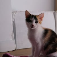 Aneth, chat à adopter