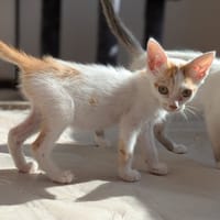 FLOW, chat à adopter