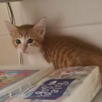 ALPHONSE, chat à adopter