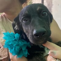 MARLENE, cane femmina da adottare