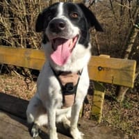 BELLE, chienne à adopter