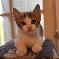 SIMBA, chat à adopter