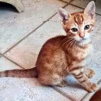 ACHILLE, chat à adopter