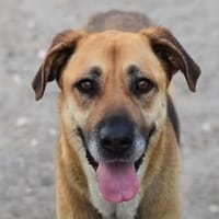 Shine, chienne à adopter