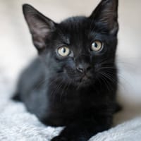 Aquiles, chat à adopter