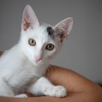 Loki, chat à adopter