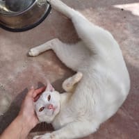 Fidel, chat à adopter