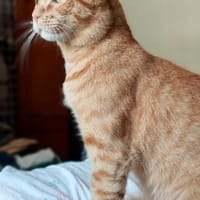 Milo, chat à adopter
